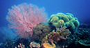 Coral-Reef-Osprey