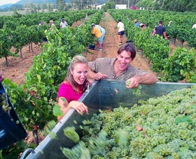 Wine Grape Harvesting