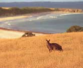kangaroo.island.tour